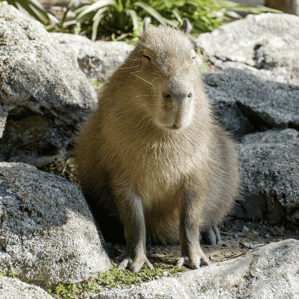 Real capybara photograph from Unsplash